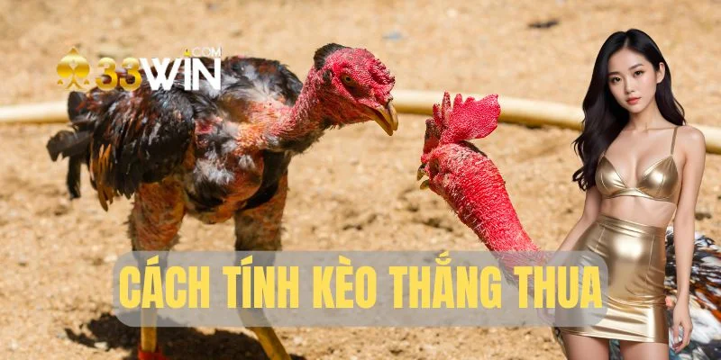 Cách tính thắng thua trong chọi kê đòn