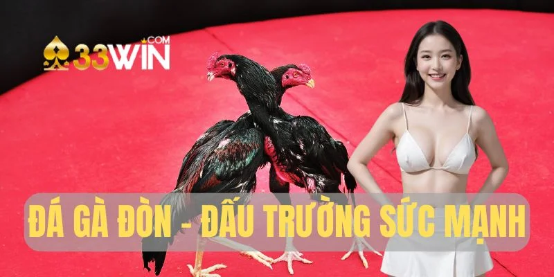 Đá gà đòn - Sức mạnh đến từ cơ bắp