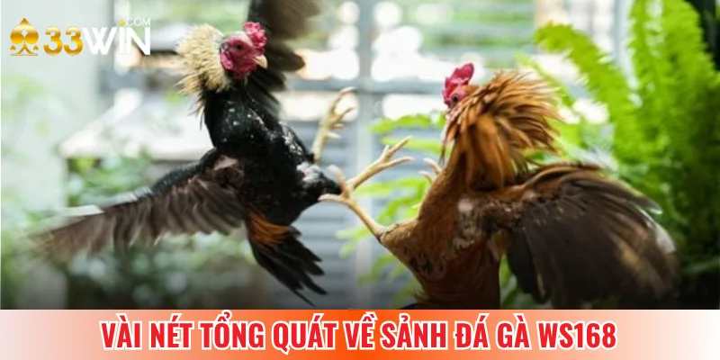 Đá gà Ws168 - Sân chiến kê hàng đầu