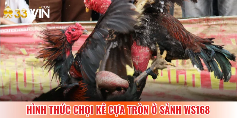 Sảnh Ws168 nổi tiếng với chọi kê cựa tròn